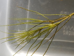 Najas indica