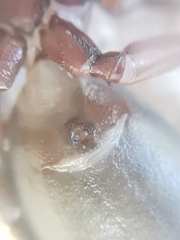 Scotophaeus blackwalli