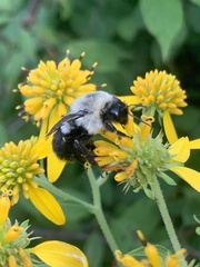 Bombus impatiens