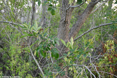 Fraxinus berlandieriana