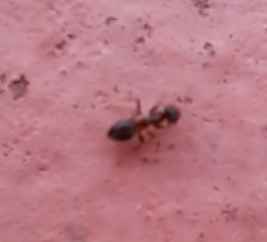 Lasius