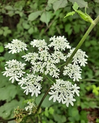 Heracleum moellendorffii