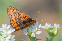 Euphydryas aurinia