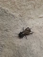 Gryllus campestris