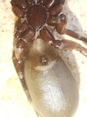 Scotophaeus blackwalli