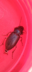 Harpalus
