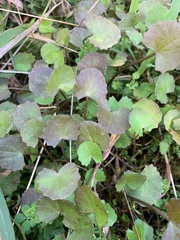 Centella