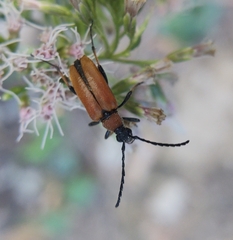 Stictoleptura rubra