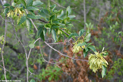 Fraxinus berlandieriana
