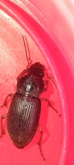 Harpalus
