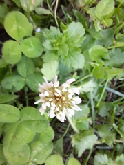Trifolium