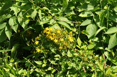 Hypericum perforatum