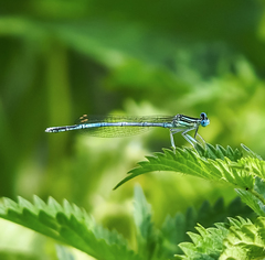 Platycnemis pennipes