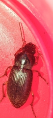 Harpalus