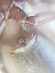 Scotophaeus blackwalli