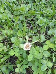Trifolium