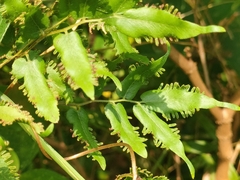 Lygodium flexuosum