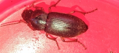 Harpalus