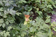 Argynnis paphia
