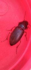 Harpalus