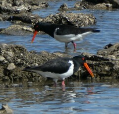 Haematopus longirostris