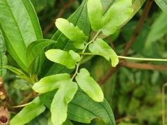 Lygodium japonicum