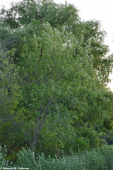 Fraxinus berlandieriana