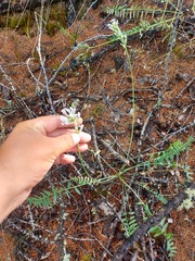 Oxytropis sajanensis