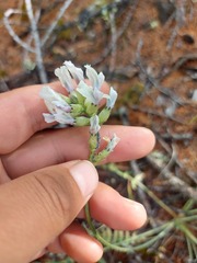 Oxytropis sajanensis