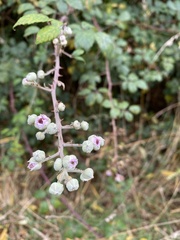Rubus