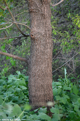 Fraxinus berlandieriana