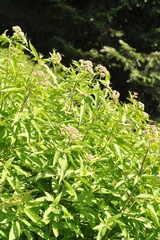 Eupatorium cannabinum