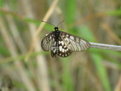 Acraea andromacha