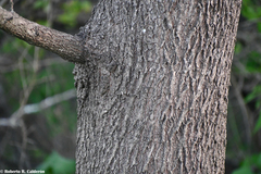 Fraxinus berlandieriana