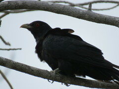 Eudynamys orientalis