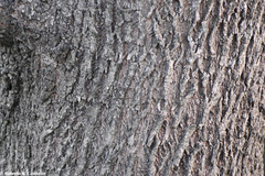 Fraxinus berlandieriana