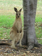 Macropus giganteus