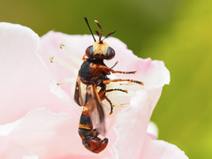 Physocephala vittata