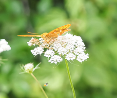 Argynnis paphia