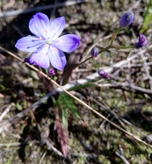 Chamaescilla corymbosa