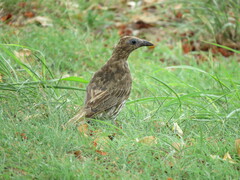 Sphecotheres vieilloti