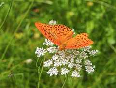 Argynnis paphia