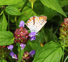 Aricia agestis