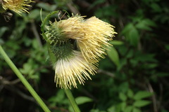 Cirsium erisithales