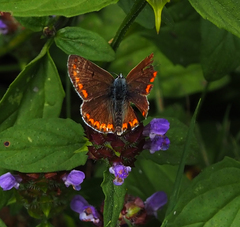 Aricia agestis