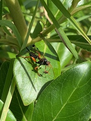 Echthromorpha intricatoria