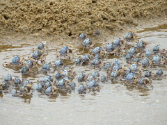 Mictyris longicarpus