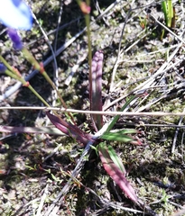 Chamaescilla corymbosa