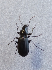 Pterostichus niger