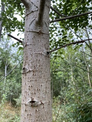 Tilia americana